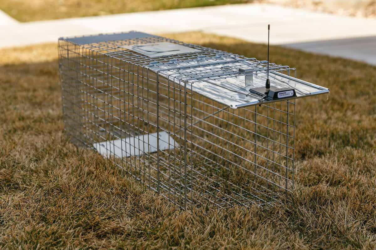 A Thorn raccoon removal trap in Davis County, UT, that is safe and humane.