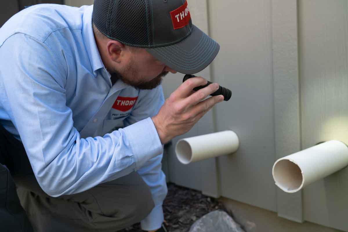 Thorn Pest Solutions practicing ant exterminators services in a crack and crevices of a fence.