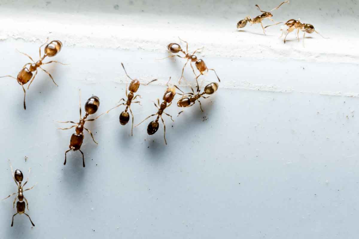 A small group of ants - protect yourself from bites when you hire a professional ant exterminator like Thorn.