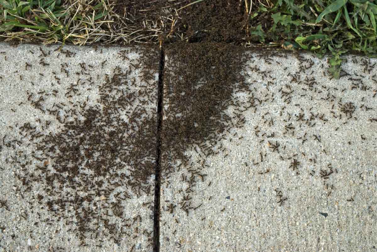 Thorn helps with ant control in Utah by assessing colony formation on sidewalks.