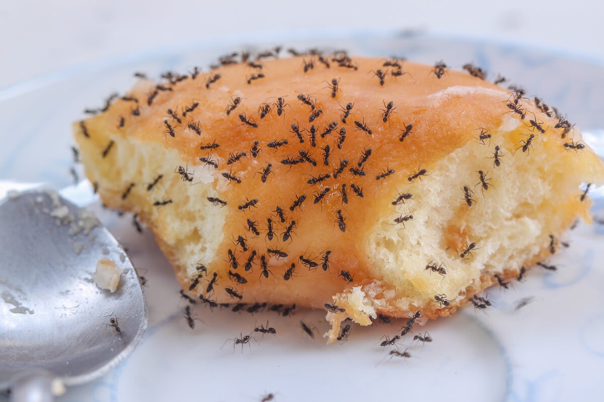 Swarm of ants on a half eaten donut.