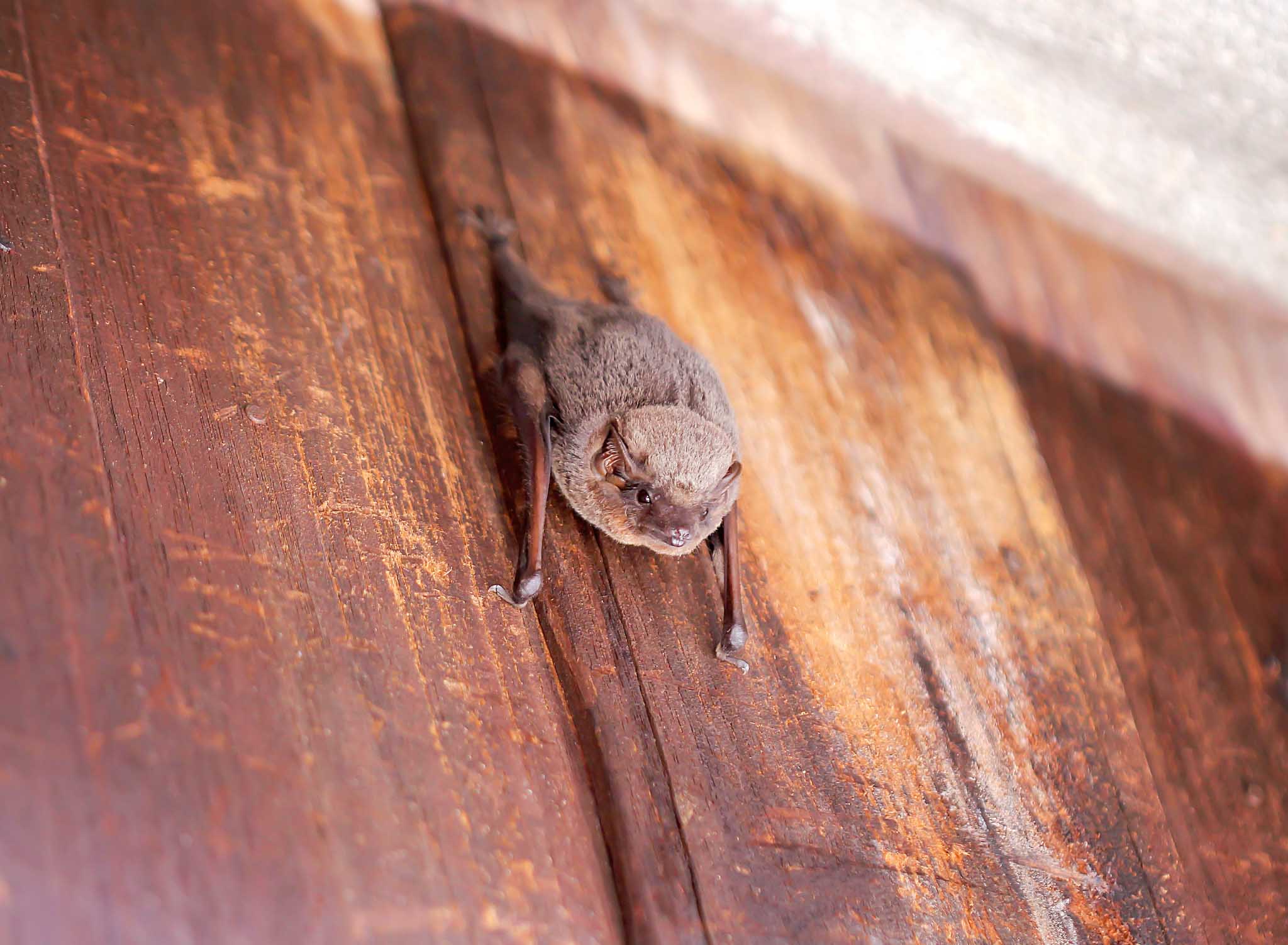 An image of an active bat.