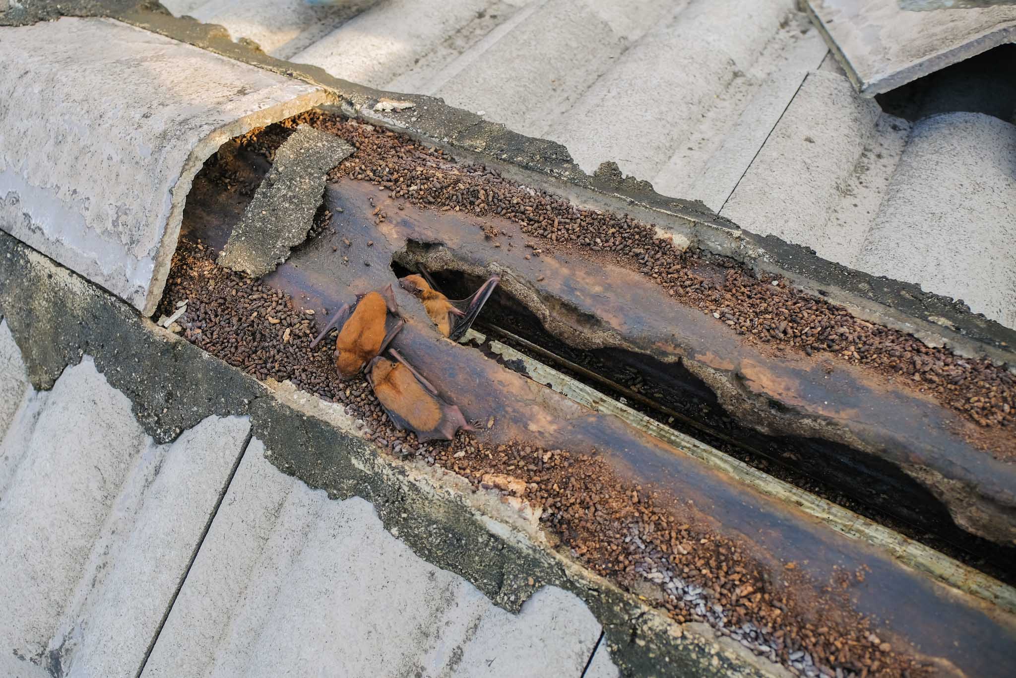 An image of a group of bats who have caused damage to a roof.