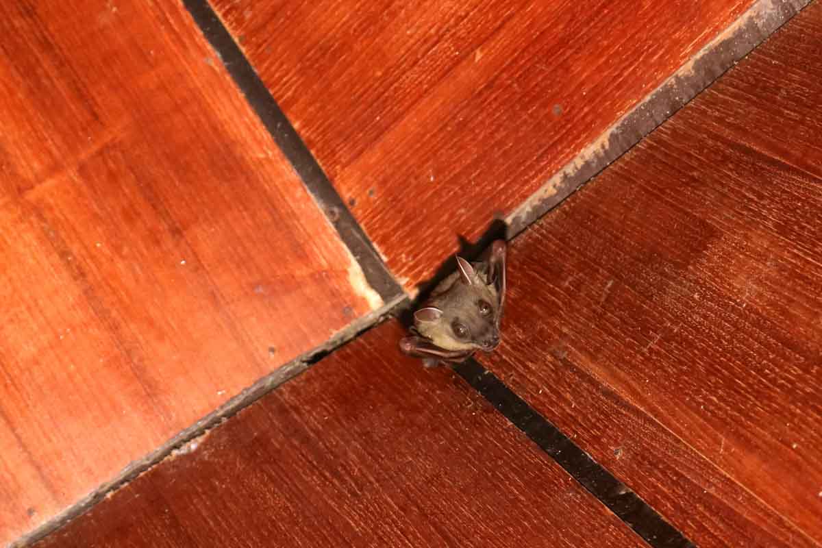 An image of a bat roosting high up in a corner.