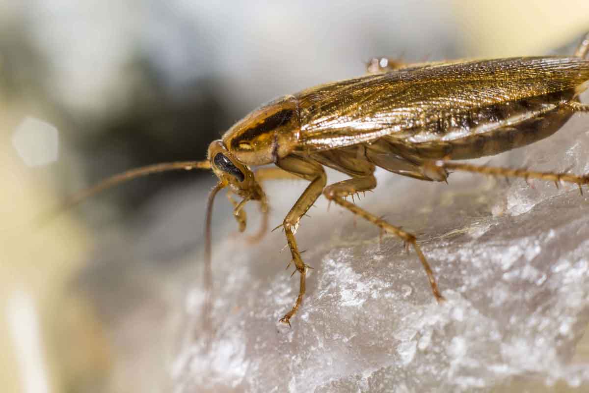 Cockroach exterminator experts in Utah.
