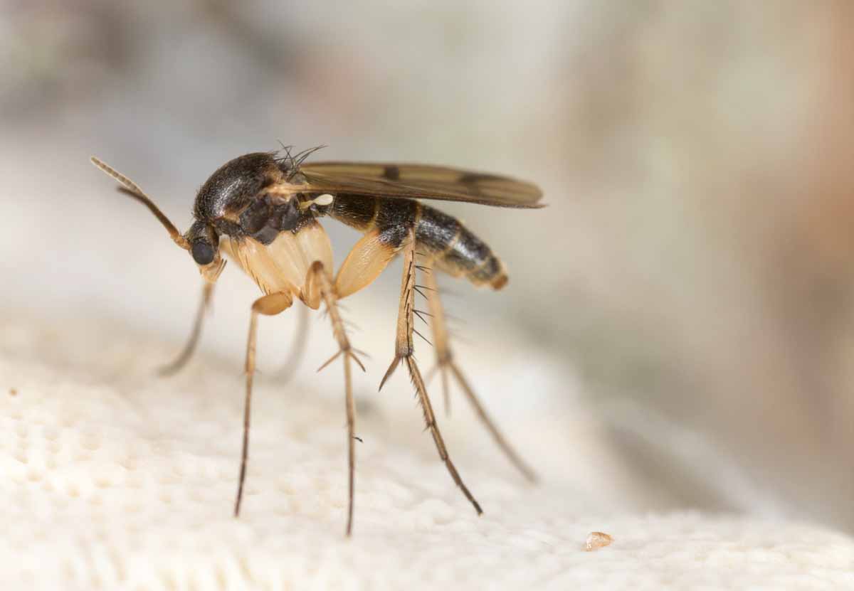 If you see fungus gnats like this around your house plants, call Thorn Pest Solutions for help eliminating them.