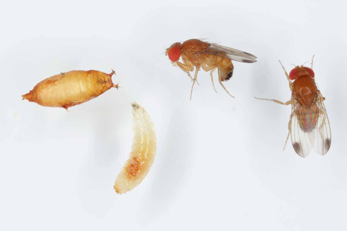If you see fruit flies in your home or business, call Thorn Pest Solutions for help eliminating them.