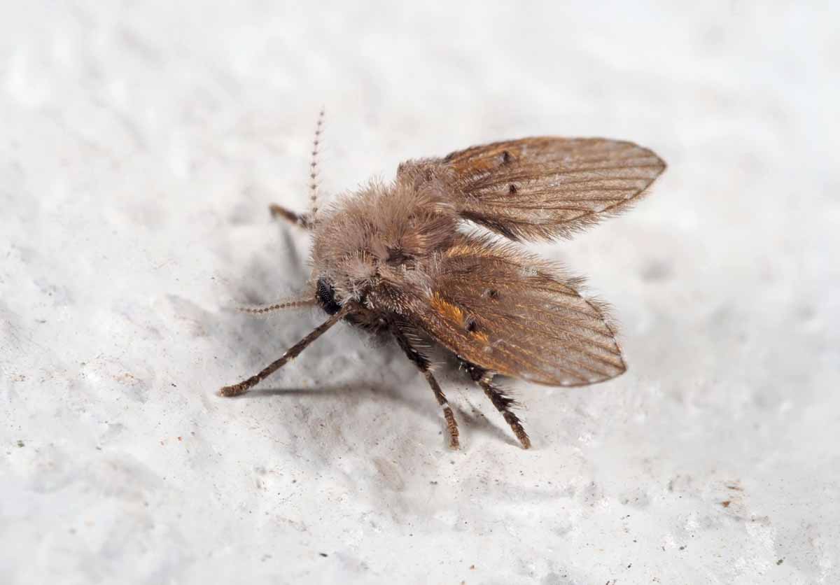 If you see furry, little drain flies like this, call Thorn Pest Solutions for help eliminating them.