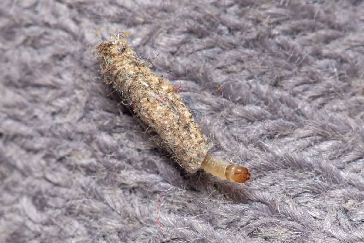 Fabric pest damage on a piece of heirloom fabric.