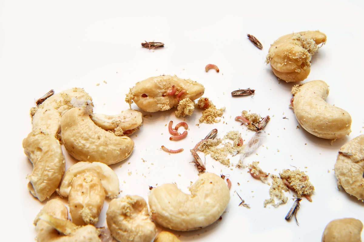 Moth larvae destroy cashews and other food products.