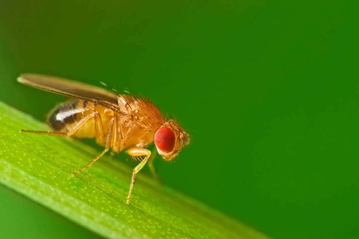 A small fly on a plant - learn more about different types of flies with Thorn.