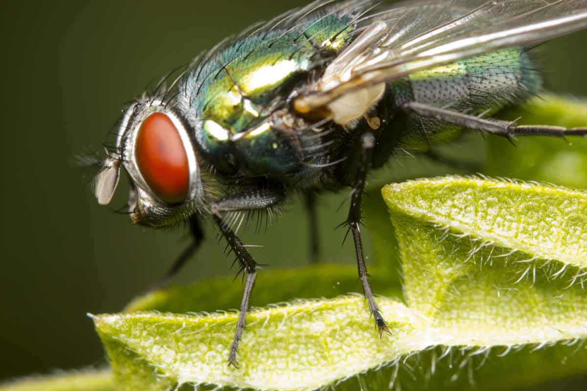 A large fly - or filth fly - on a plant.