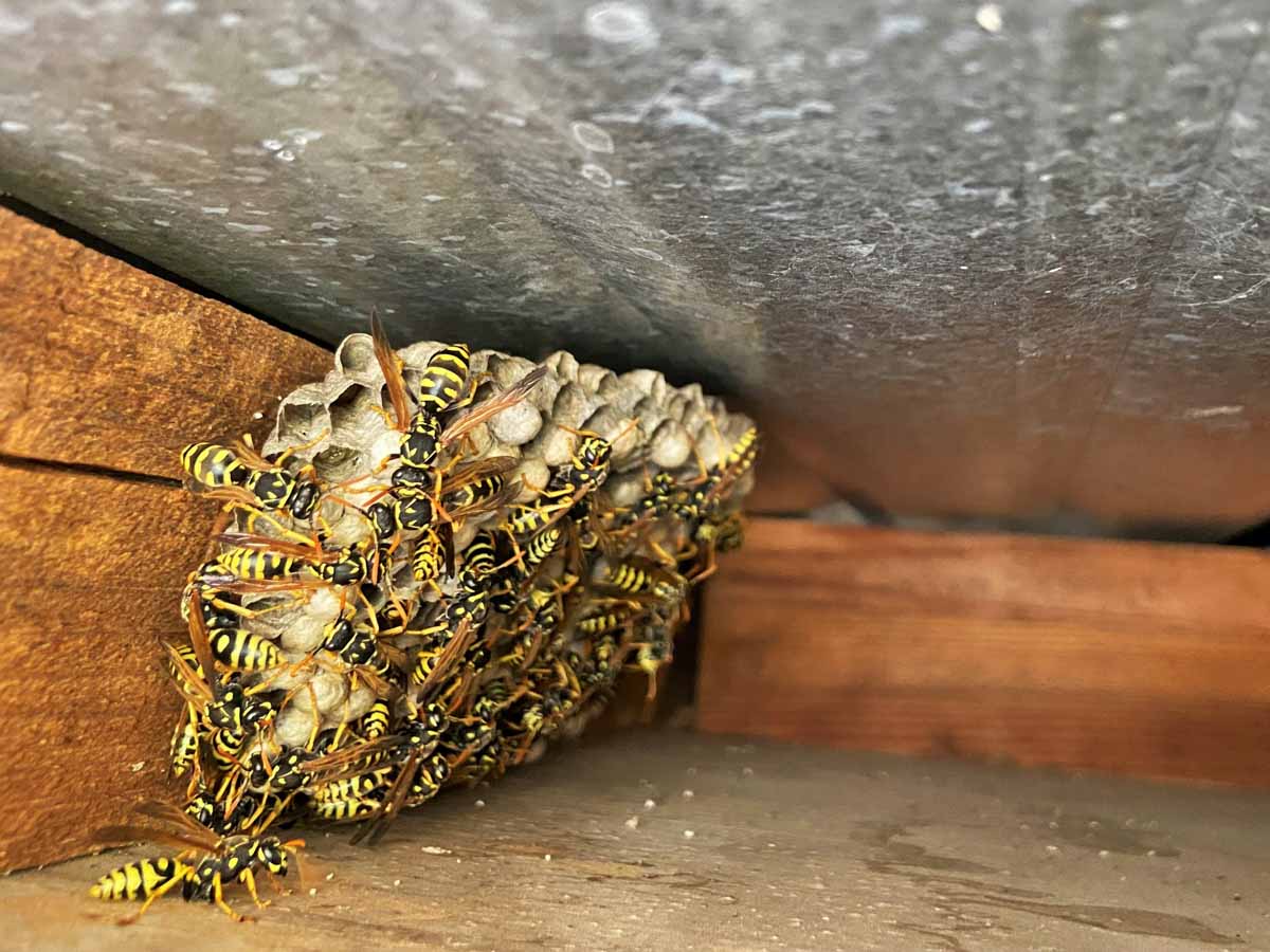 A residential with a wasp infestation needs an inspection provided by Thorn's pest control in Utah.