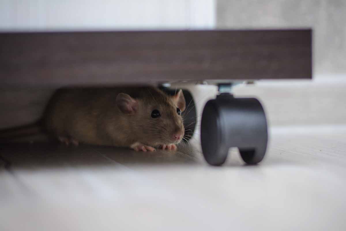 This mouse under a cart won't evade Thorn Pest Solutions!