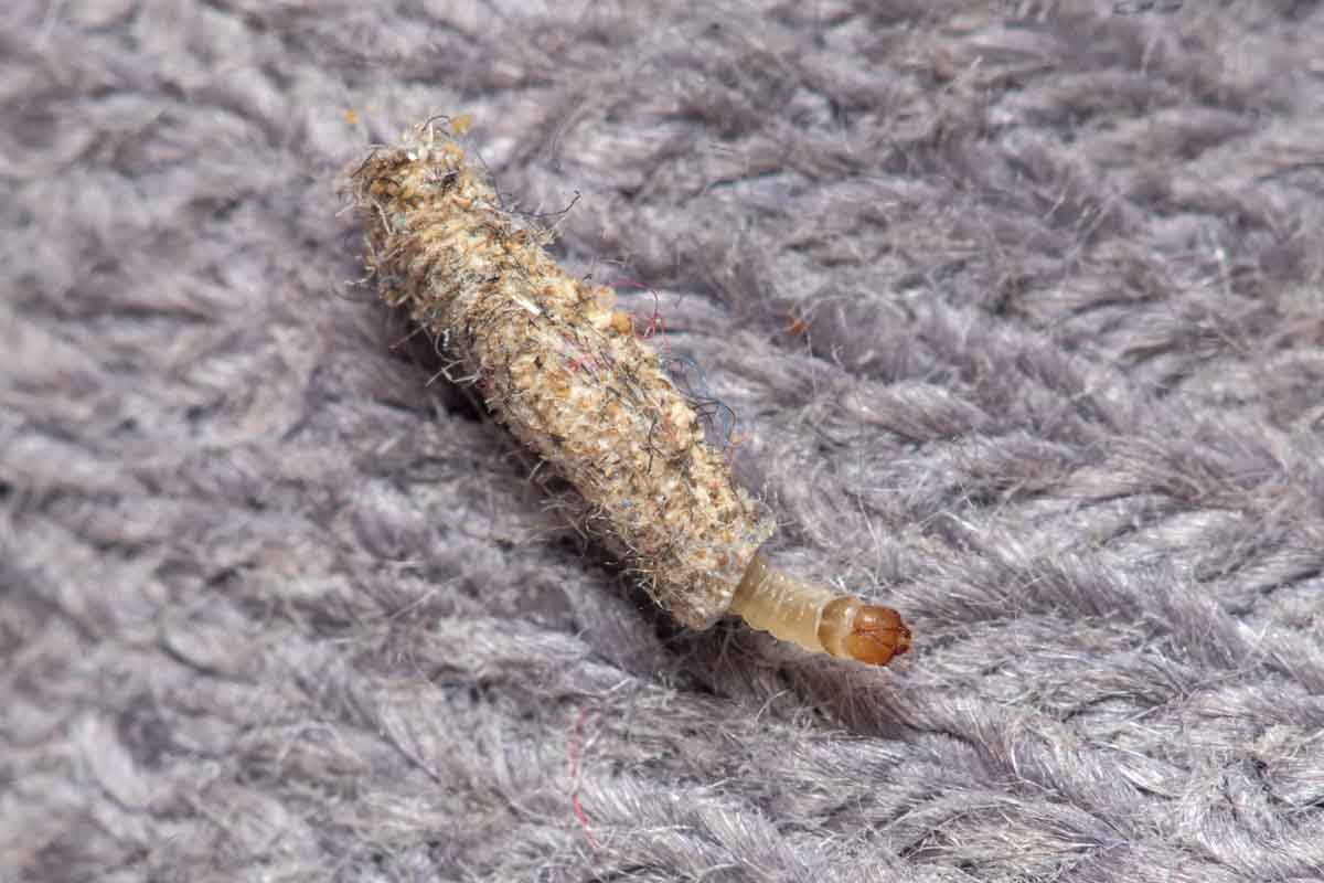 A cozy sweater with a large moth larvae crawling on it - get professional moth control in Utah.