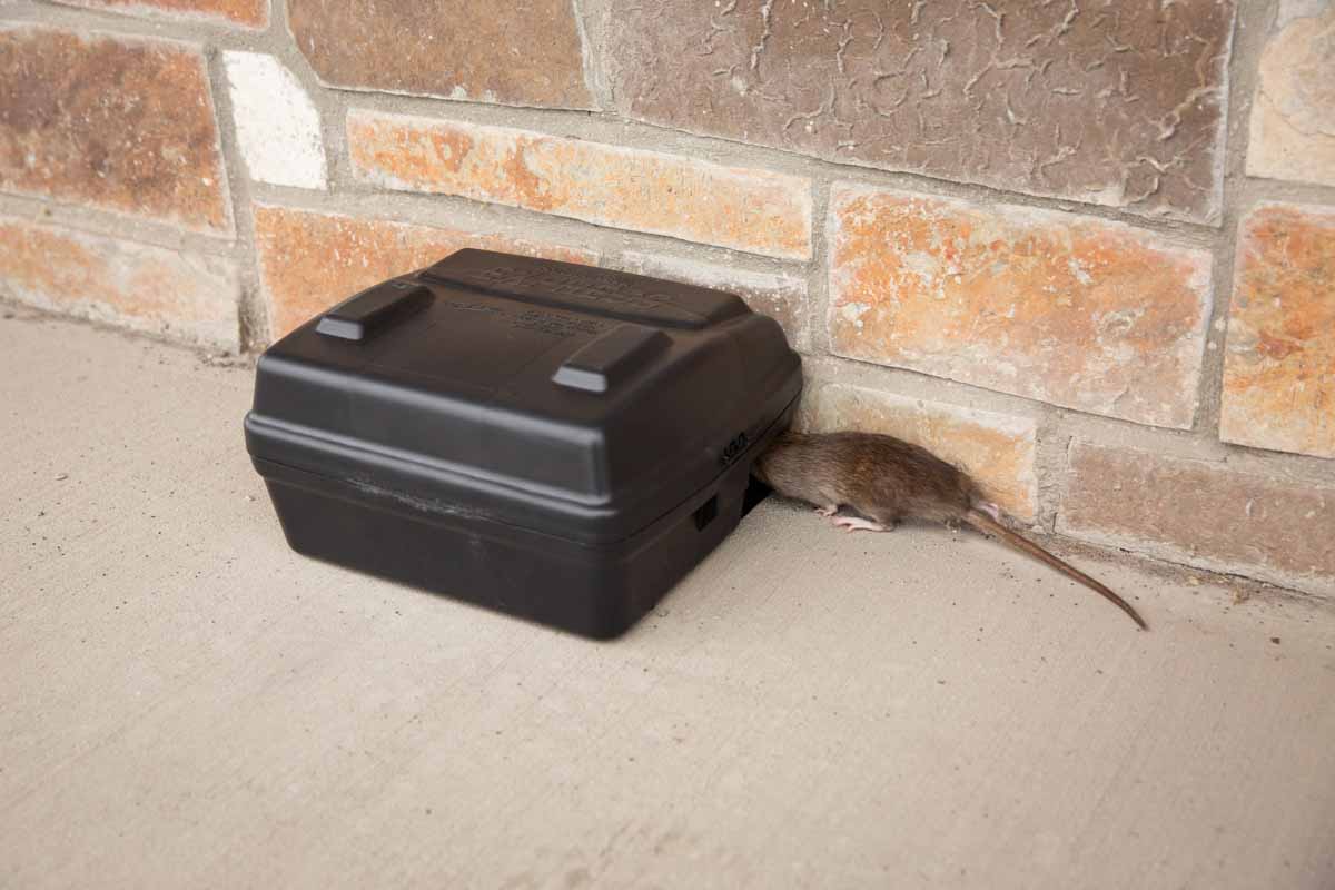 Dead mice or mouse byproducts cause horrible odors - Thorn can help.