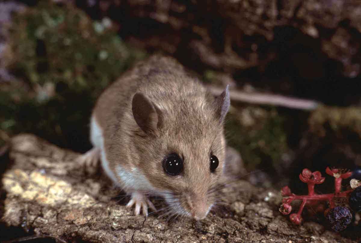 Thorn can help with Utah deer mouse control.