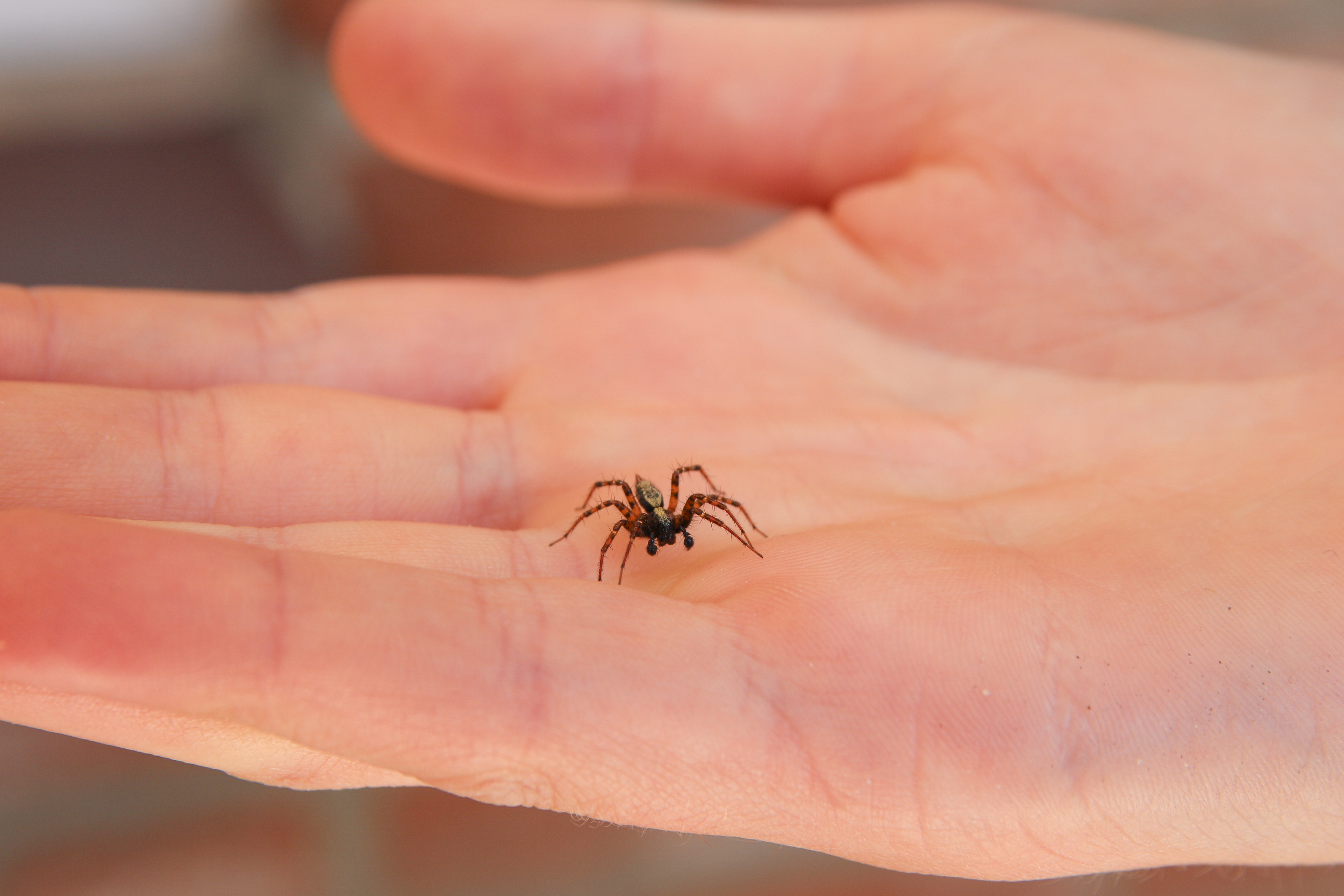 A house spider or tagenaria spider - learn how Thorn can help you control spiders in Salt Lake City, UT.