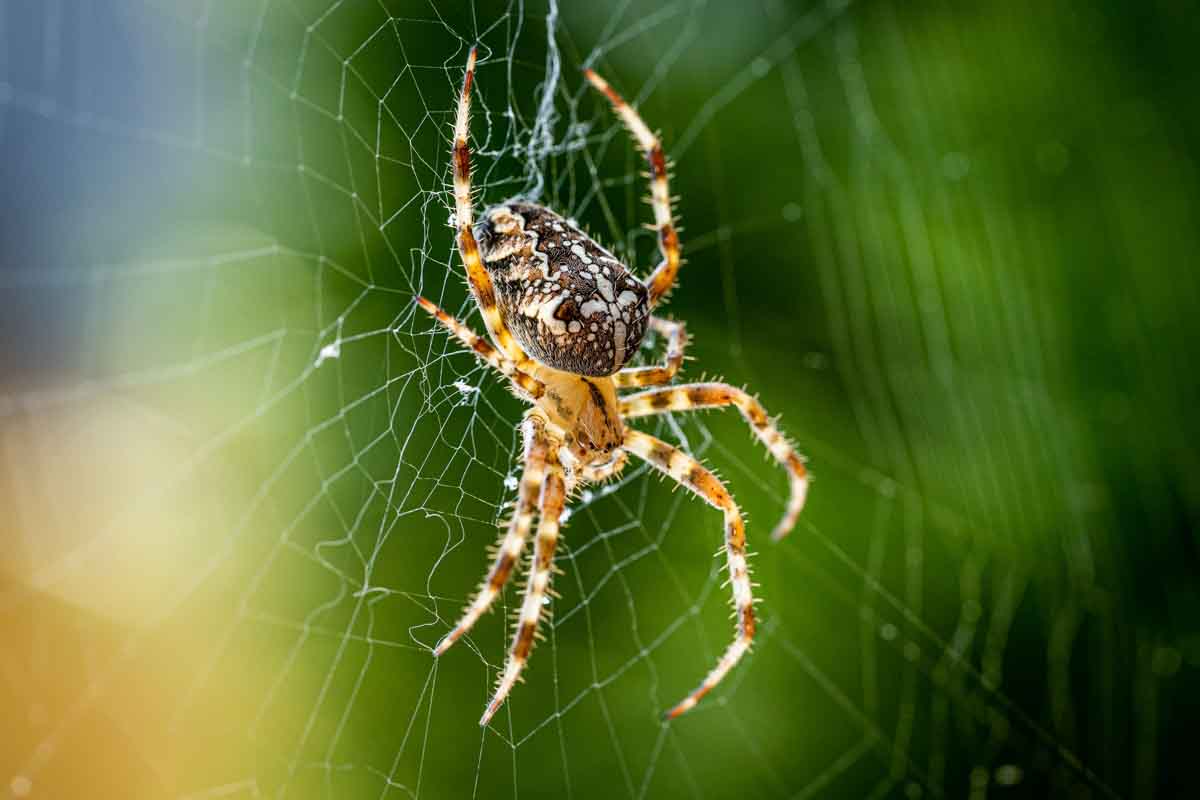 Enjoy a safe, clean home with a Thorn spider exterminator in Utah.