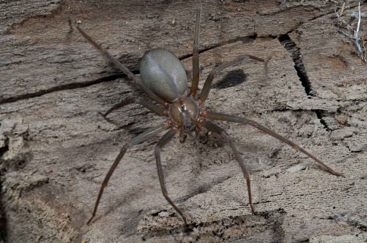 Spiders like this big one are scary - contact Thorn spider exterminator services.