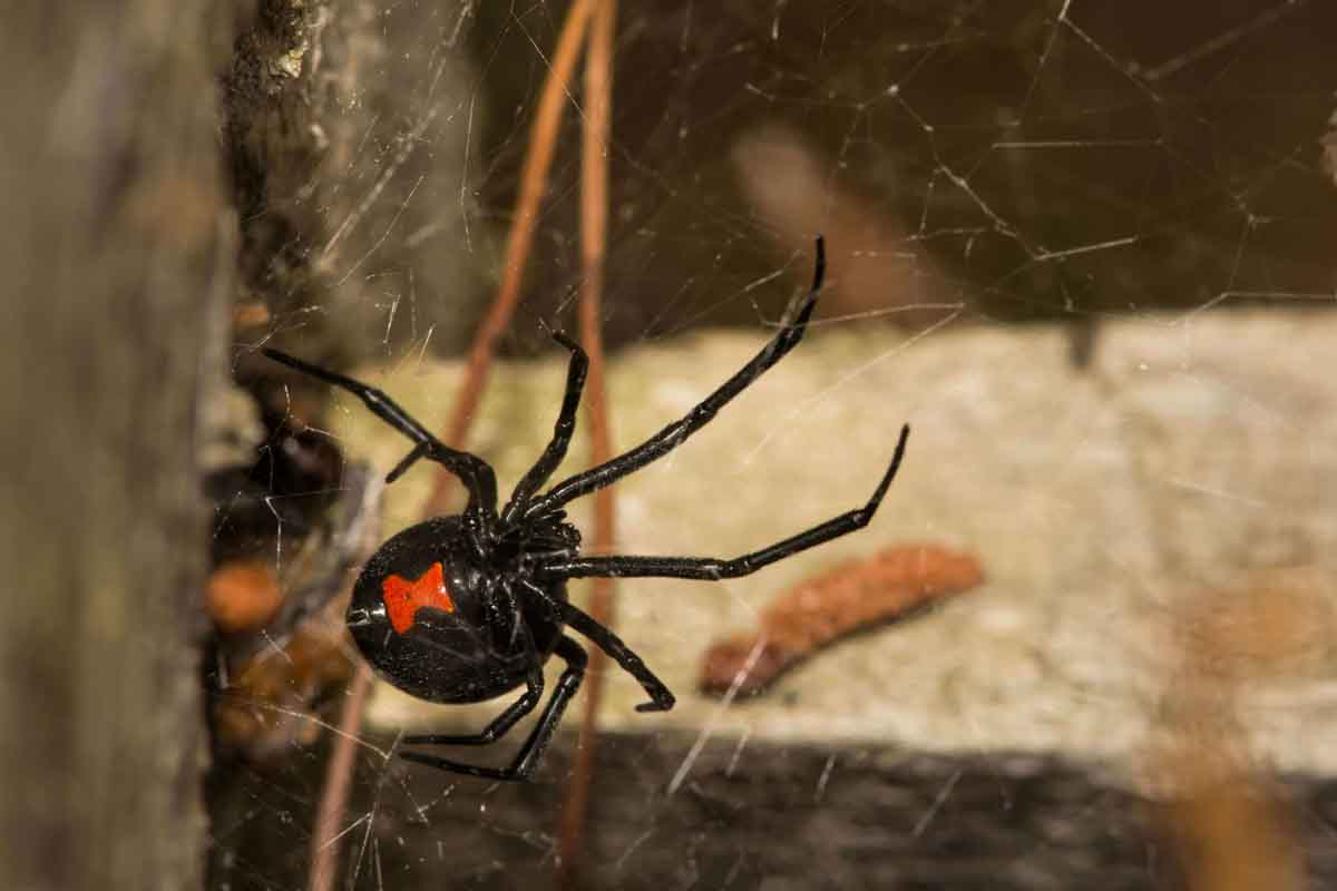 Thorn helps protect your home or business from black widows like this.