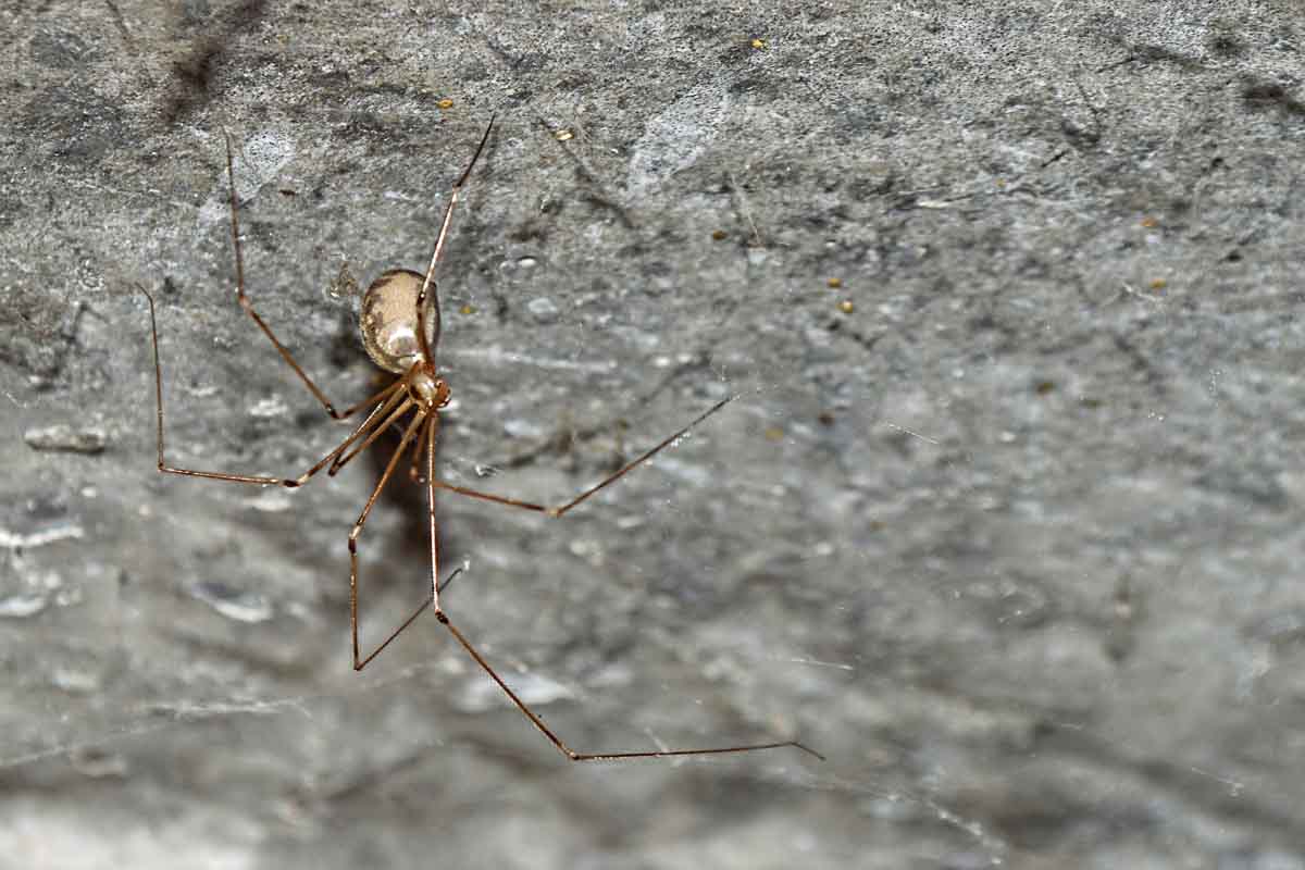 Cellar spider - Thorn Pest Solutions.