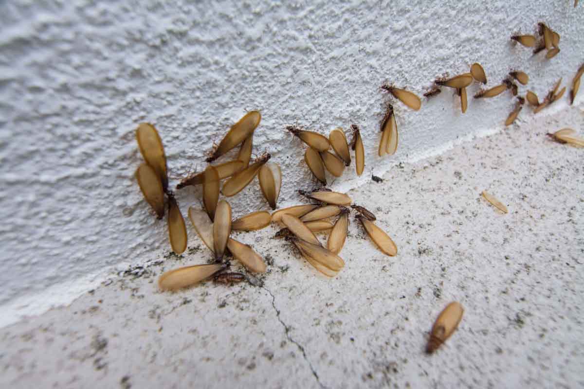 A little cluster of termites on tile - call Thorn Pest Solutions today!
