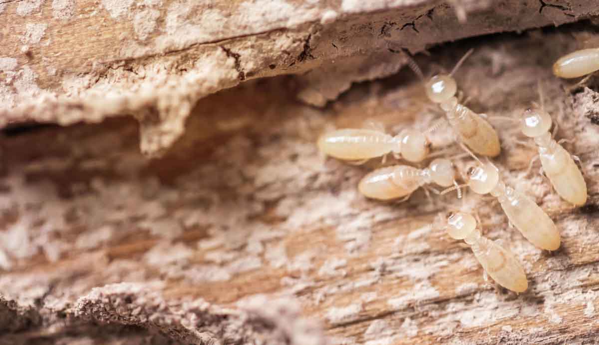 Termite control experts in Utah.