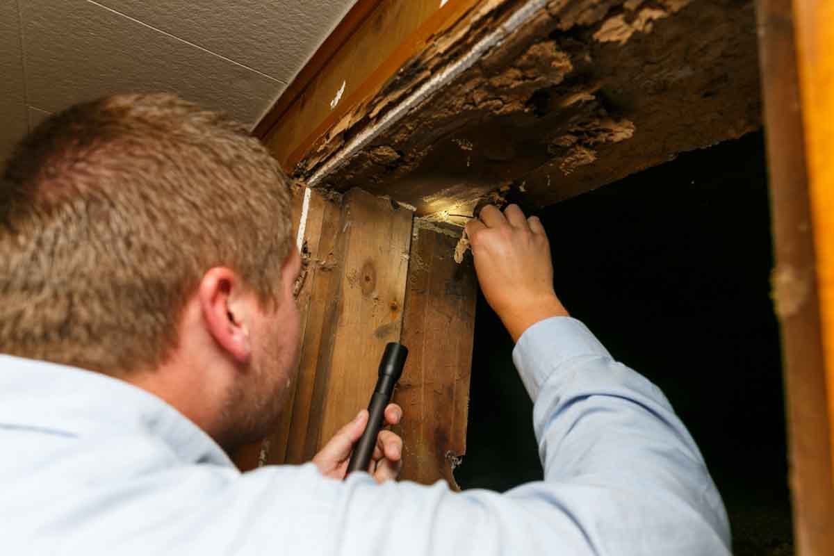 Termite control in Utah.