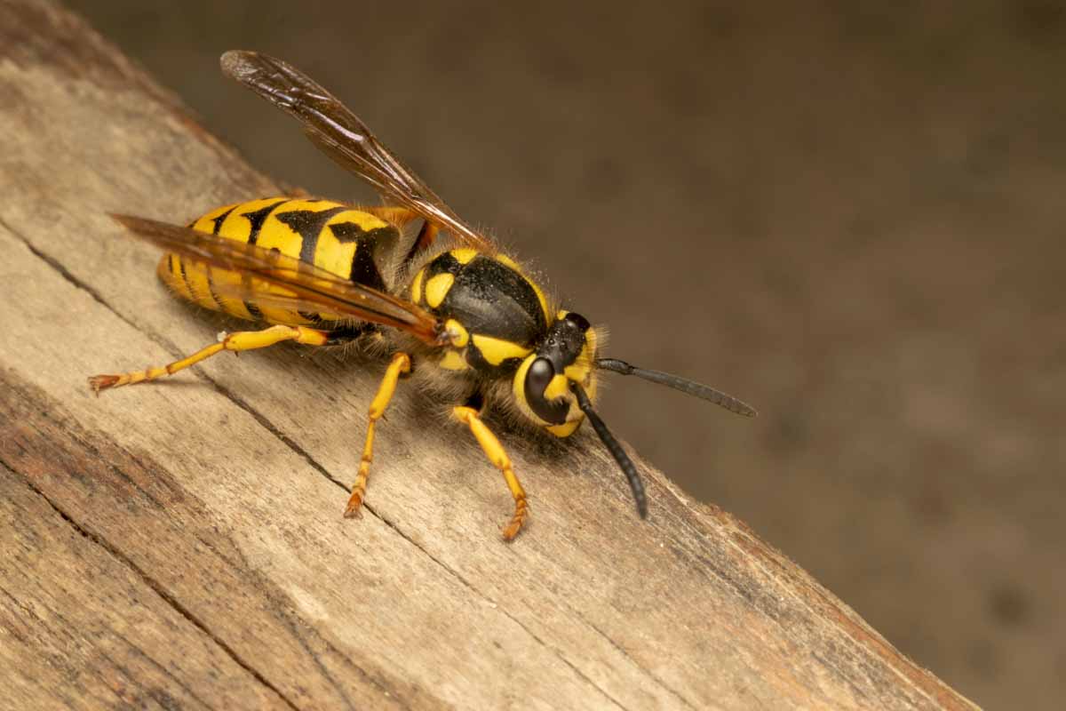 Thorn wasp extermination in Utah.