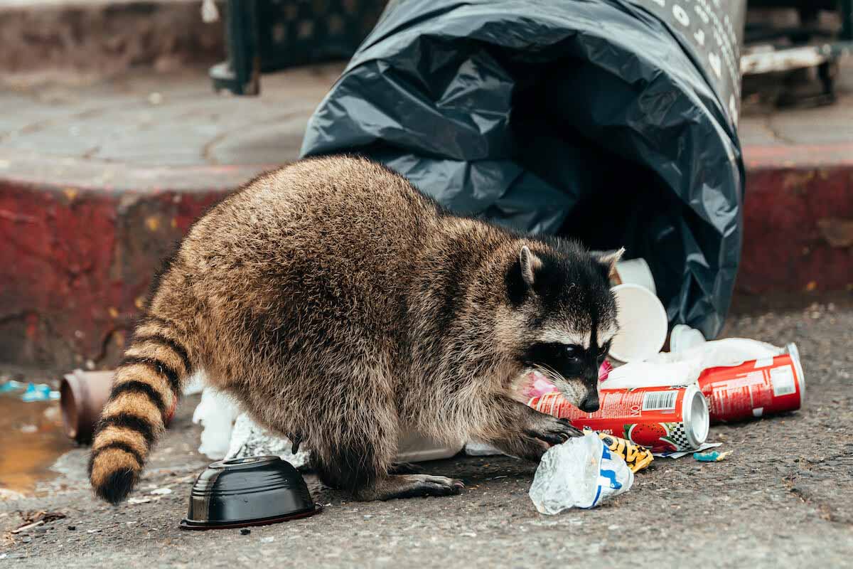 A racoon with a picked-through trash can - Thorn Pest Solutions can help with Utah wildlife exterminator.