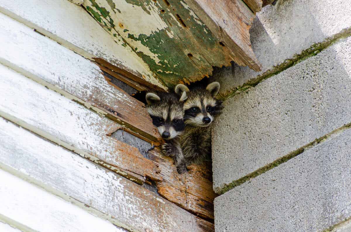 These cute, but problematic critters will be removed and prevented humanely with Thorn Pest Solutions.