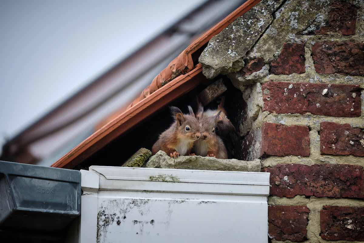 These squirrels found an entry point into the building - call Thorn's Utah wildlife control.