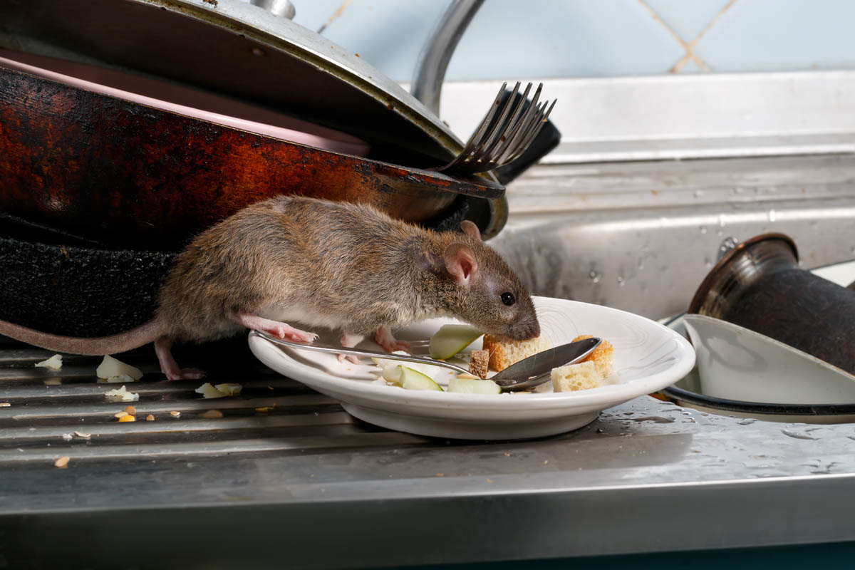 A mouse crawling over dishes in a sink, call Thorn Pest Solutions for apartment pest control in Utah.