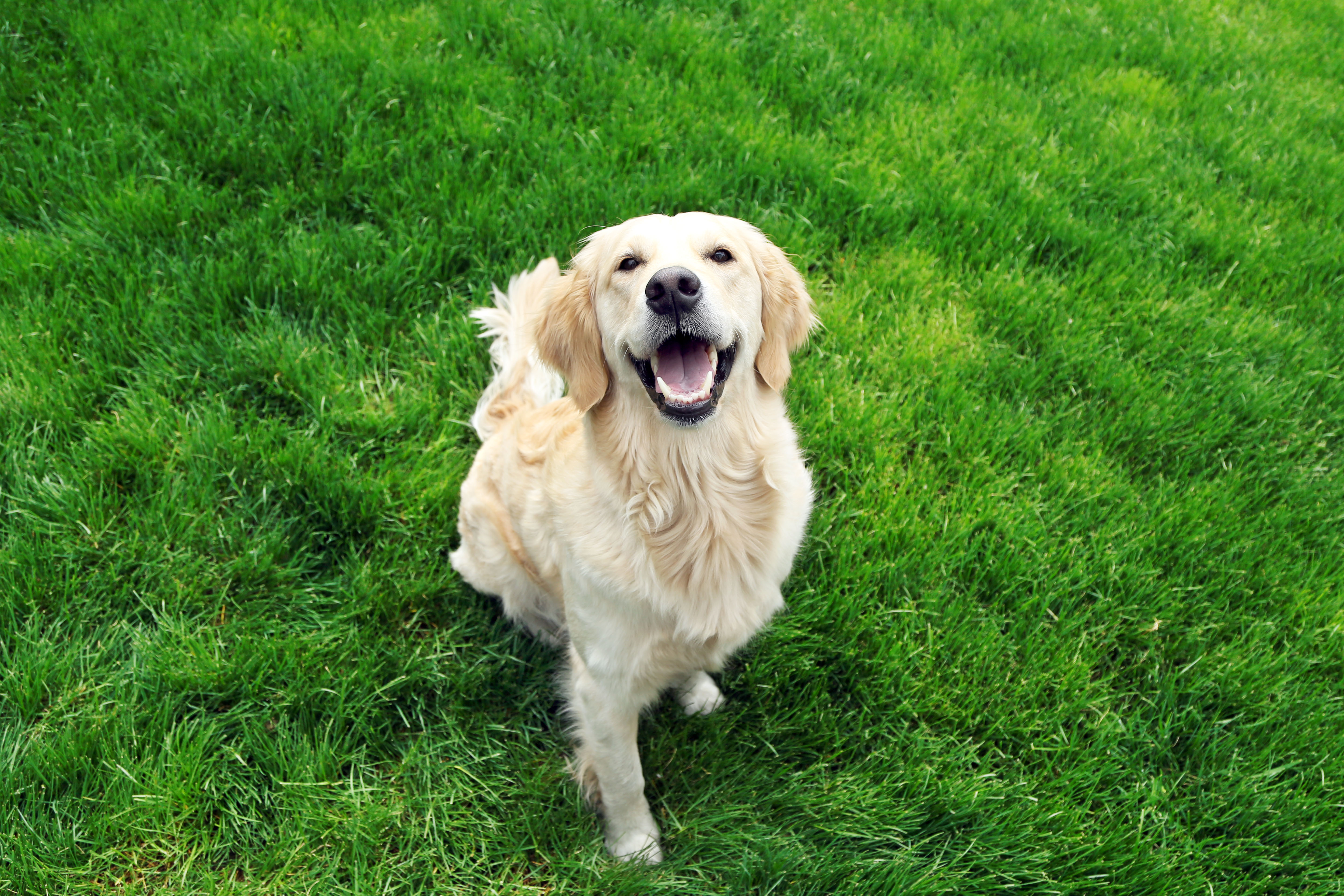 Consider professional pest control for the safety of your pets with Thorn.