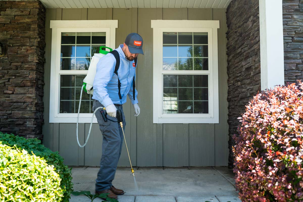 Thorn services pest control