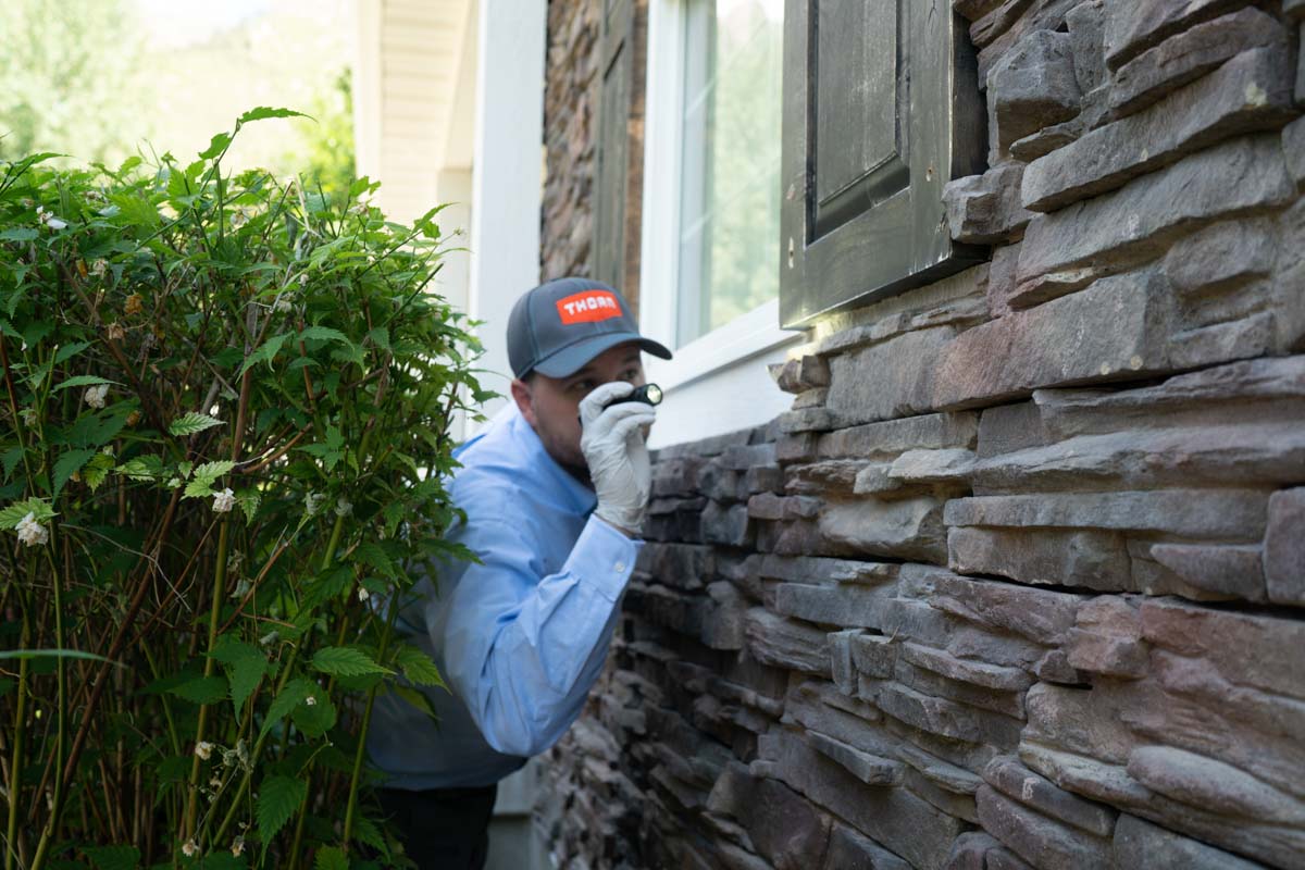 Learn the average cost for residential pest control when you contact Thorn Pest Solutions Salt Lake City in Salt Lake City, UT.