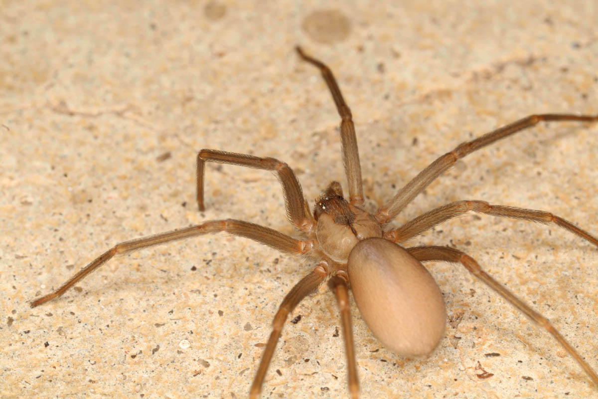 A big brown spider in an apartment, contact Thorn for Utah apartment pest control.