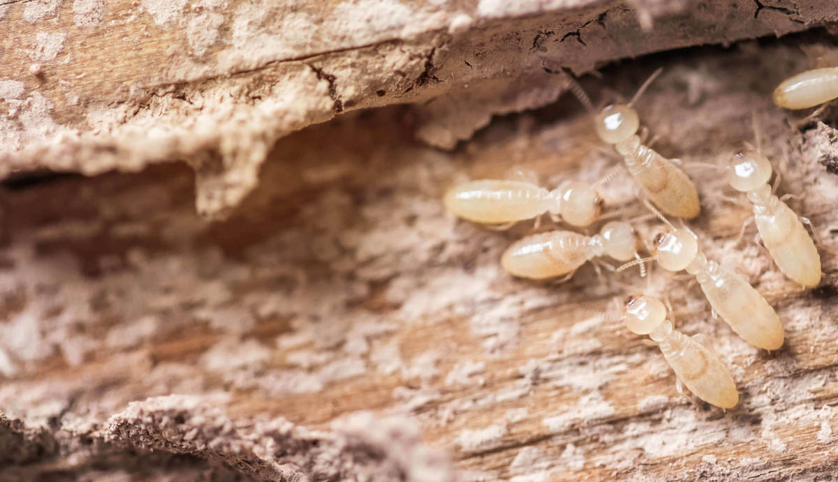 Termites eating wood, avoid sturctural damage with Thorn Pest Solutions.