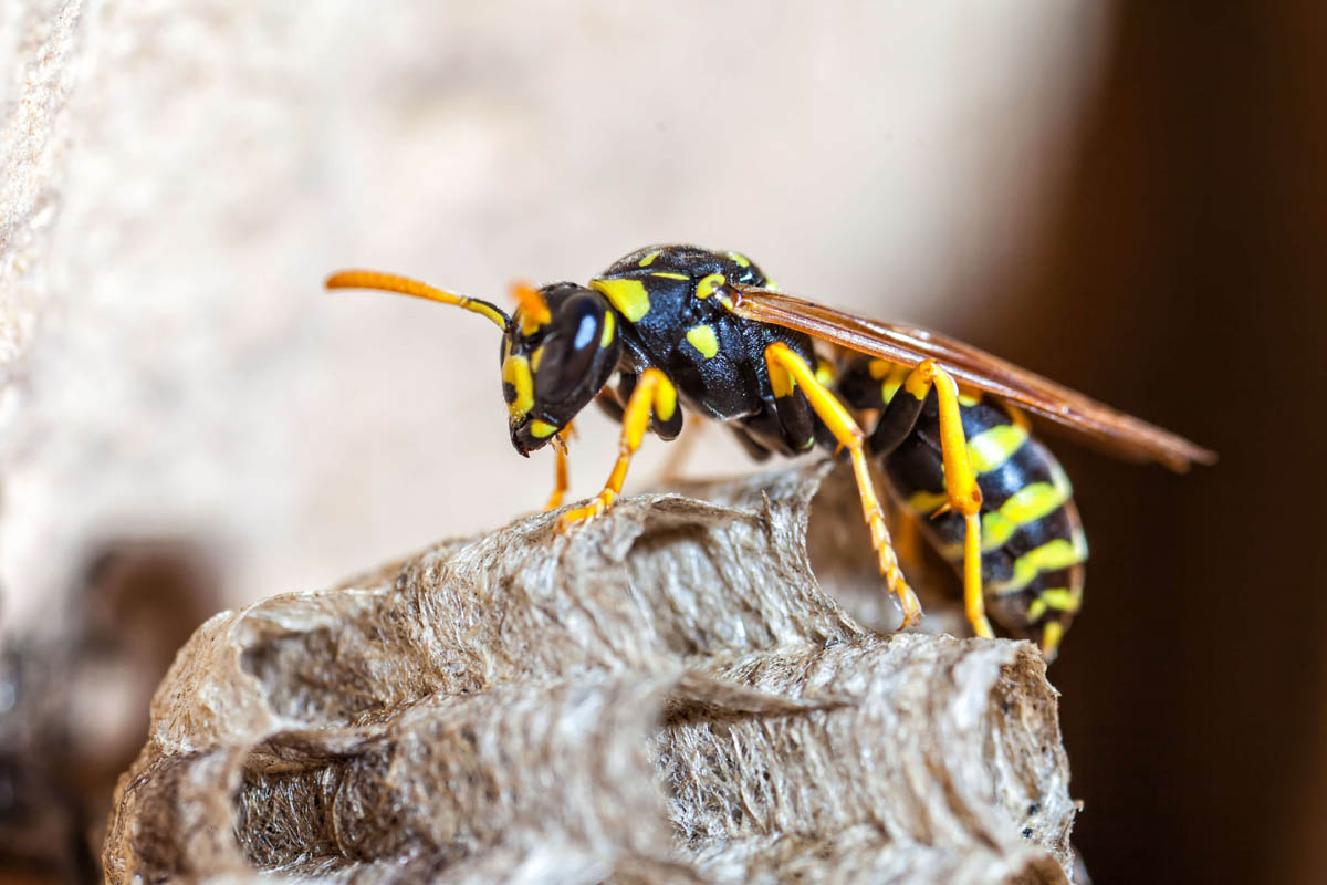 Thorn Pest Solutions yellow jacket pest control services in Utah.