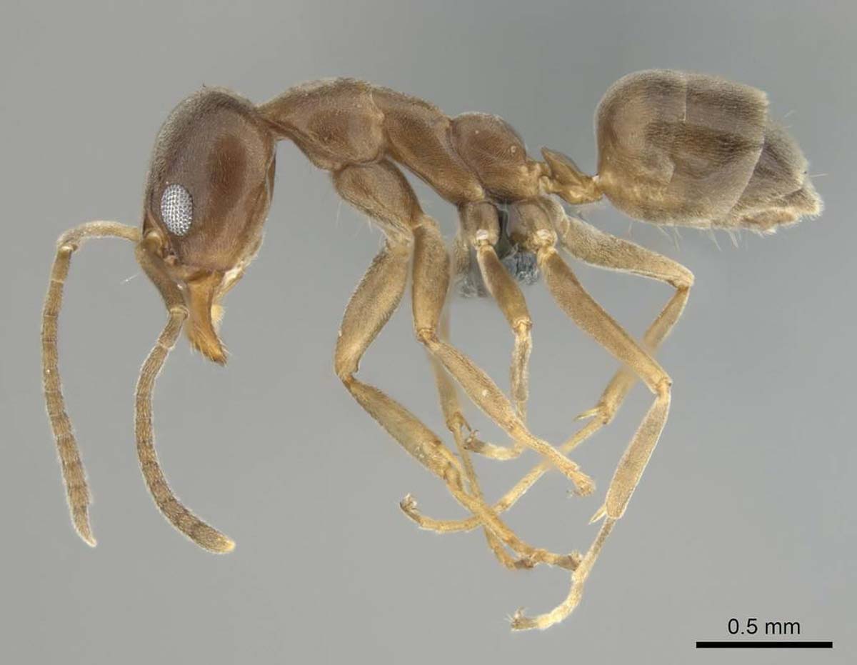 Argentine Ant pest control experts