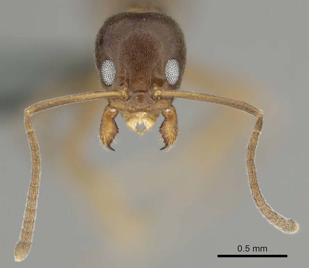 Argentine ant pest control
