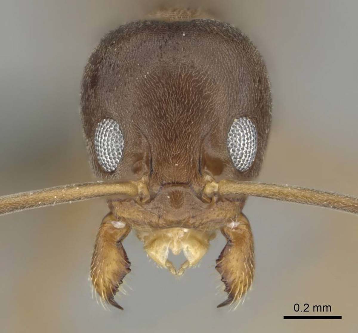 Argentine ant pest control