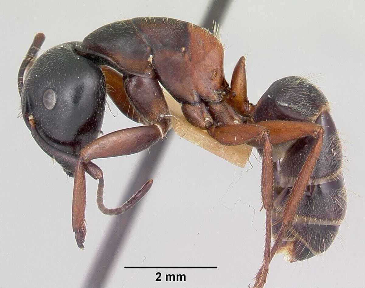 Carpenter Ant pest control experts