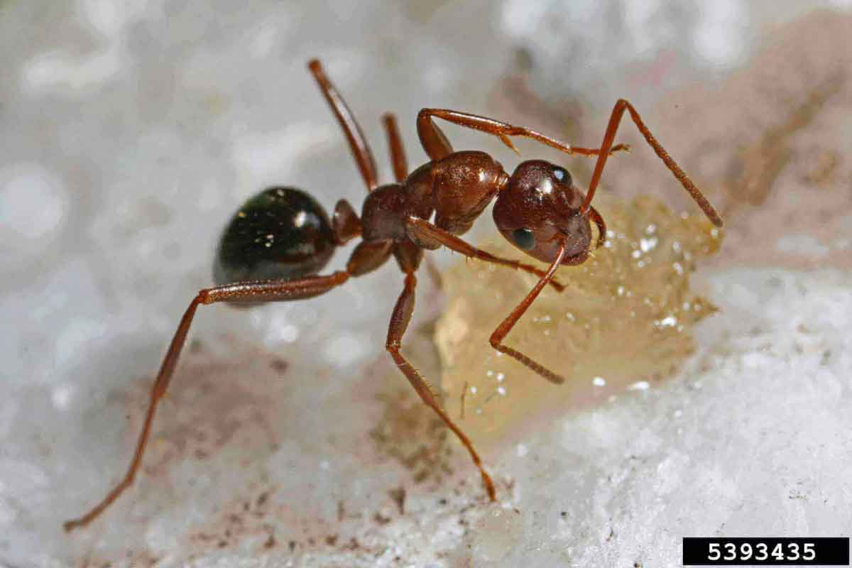 Field ant pest control