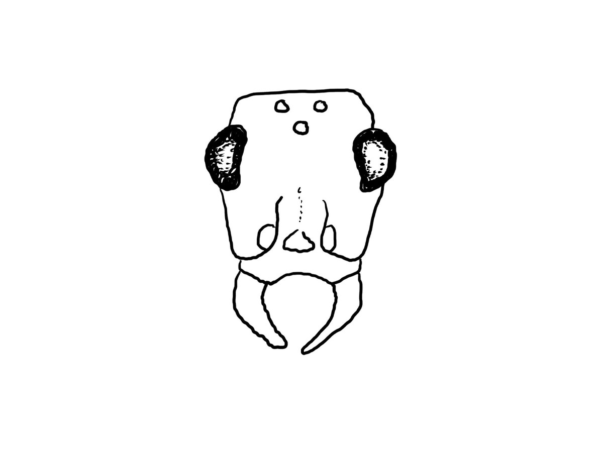 Field Ant pest control