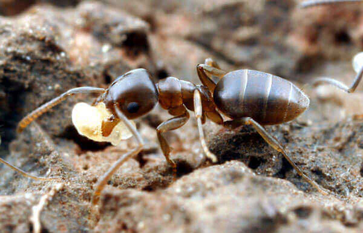 Odorous house ants pest control