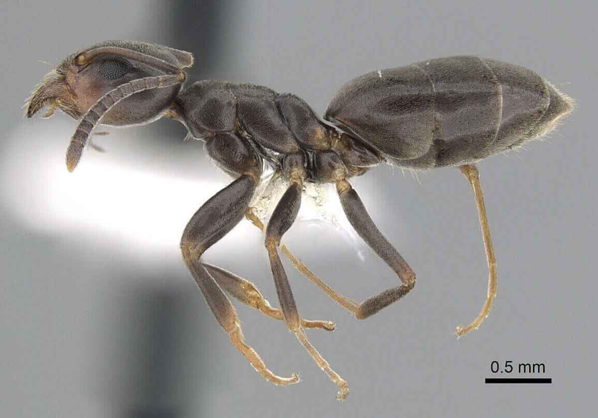Odorous House Ant pest control experts