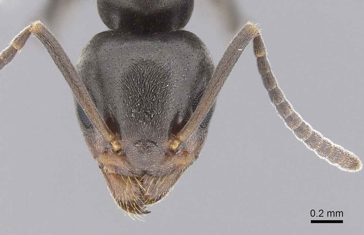 Odorous house ants pest control