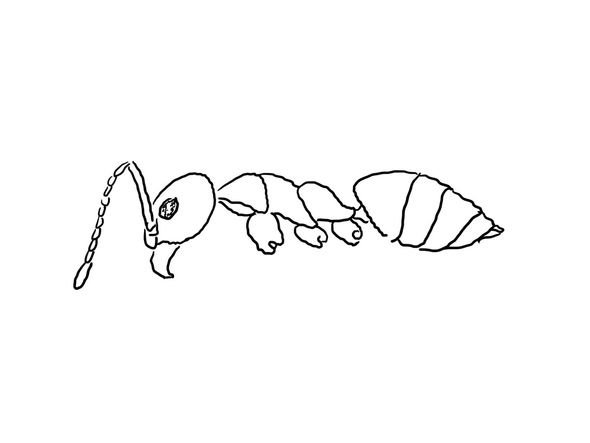 Odorus House Ant pest control